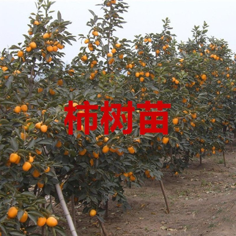 嫁接柿树苗两年苗包纯度