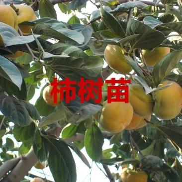 嫁接柿树苗两年苗包纯度