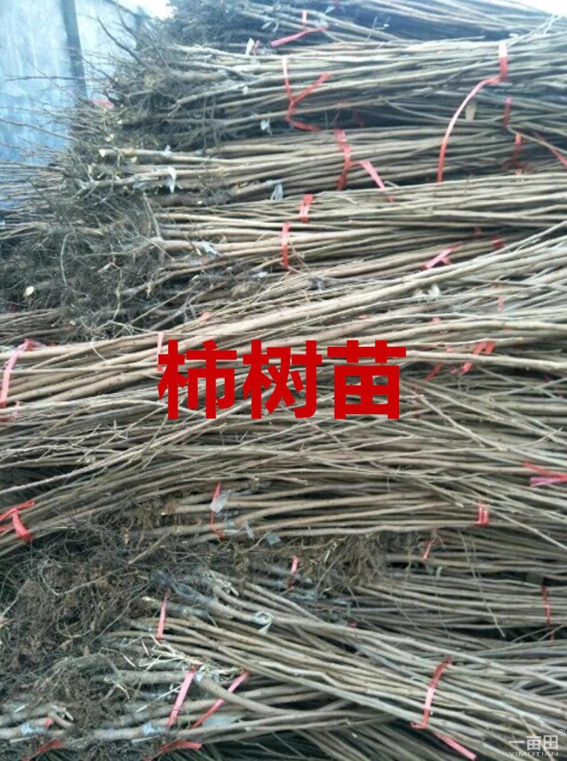嫁接柿树苗两年苗包纯度