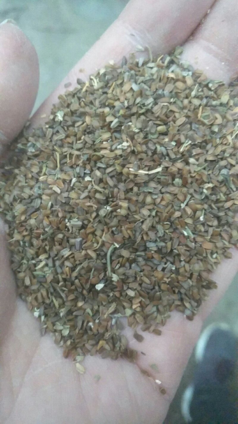 茺蔚子
