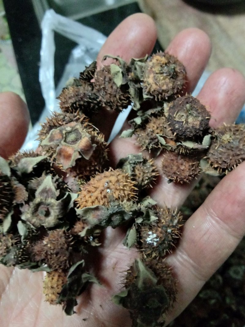 刺梨干