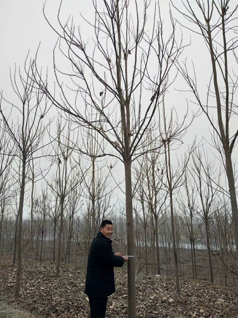 楸树12公分