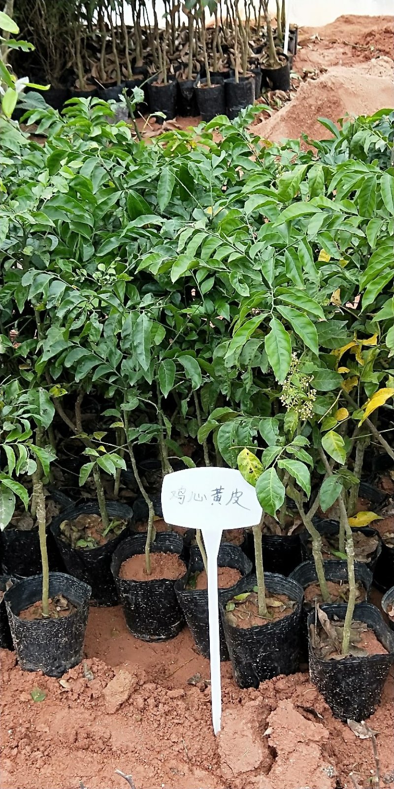 鸡心黄皮苗