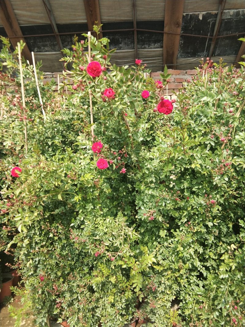 蔷薇花藤本欧月品种齐全
