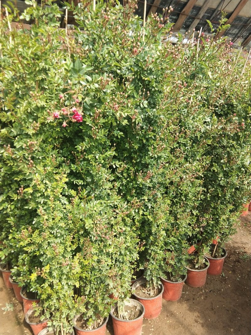 蔷薇花藤本欧月品种齐全