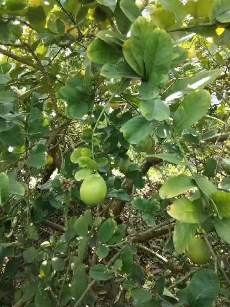 柠檬新鲜现摘