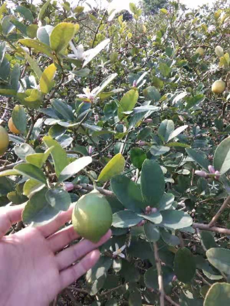柠檬新鲜现摘
