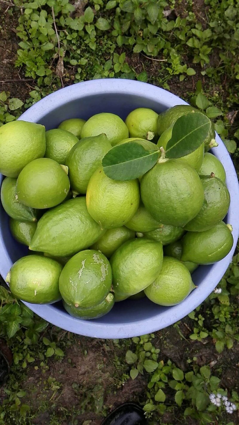 柠檬新鲜现摘