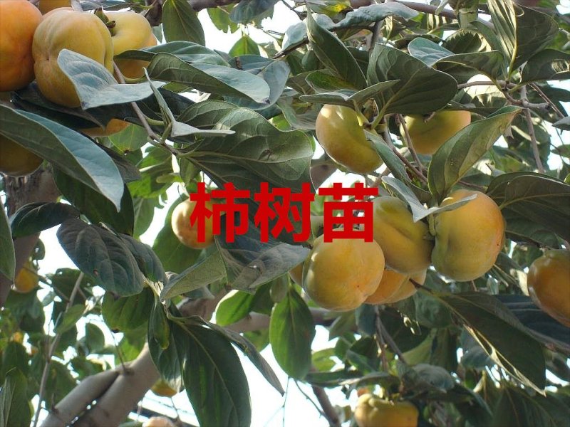 嫁接柿树苗四年苗当年挂果