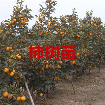 嫁接柿树苗四年苗当年挂果