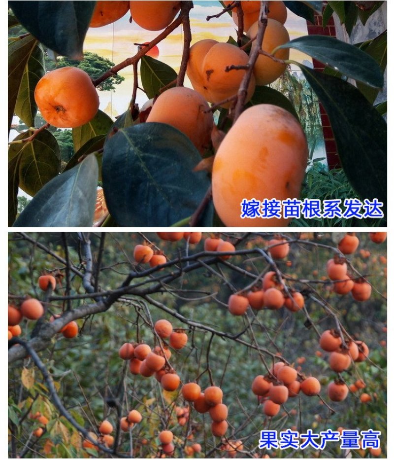 嫁接柿树苗四年苗当年挂果