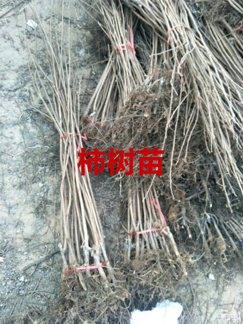 嫁接柿树苗四年苗当年挂果