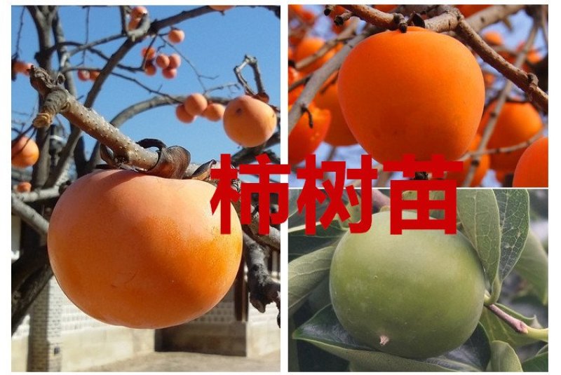 嫁接柿树苗四年苗当年挂果