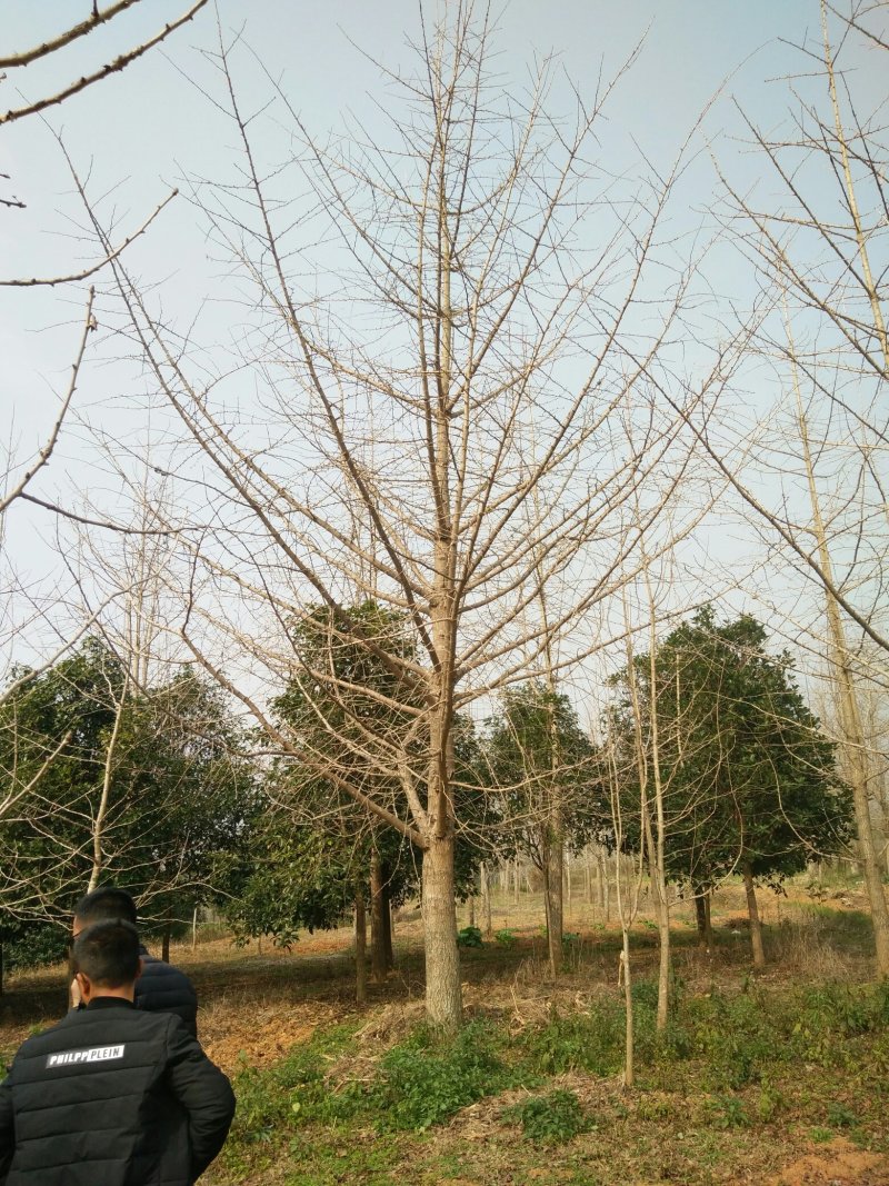 广西银杏树桂花树，及各种绿化苗木大小规格，桂林世达绿化