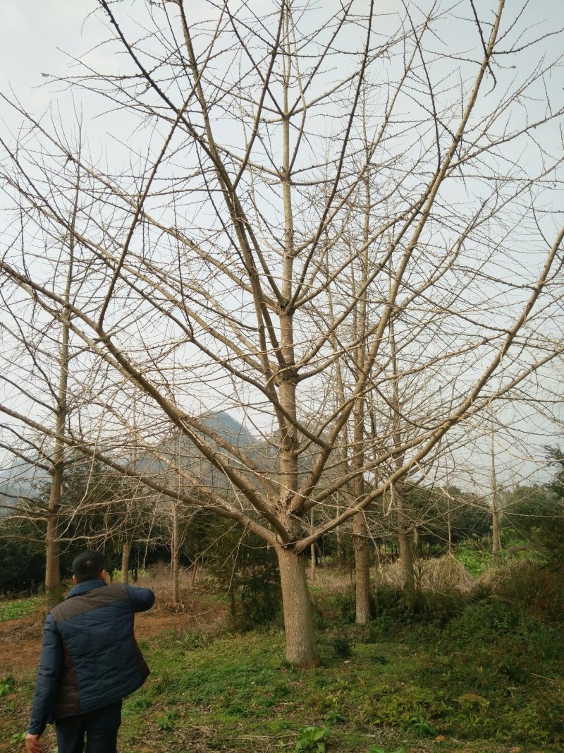 广西银杏树桂花树，及各种绿化苗木大小规格，桂林世达绿化