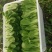 【精品】上海青青梗小油菜改良金品28货源充全国发货