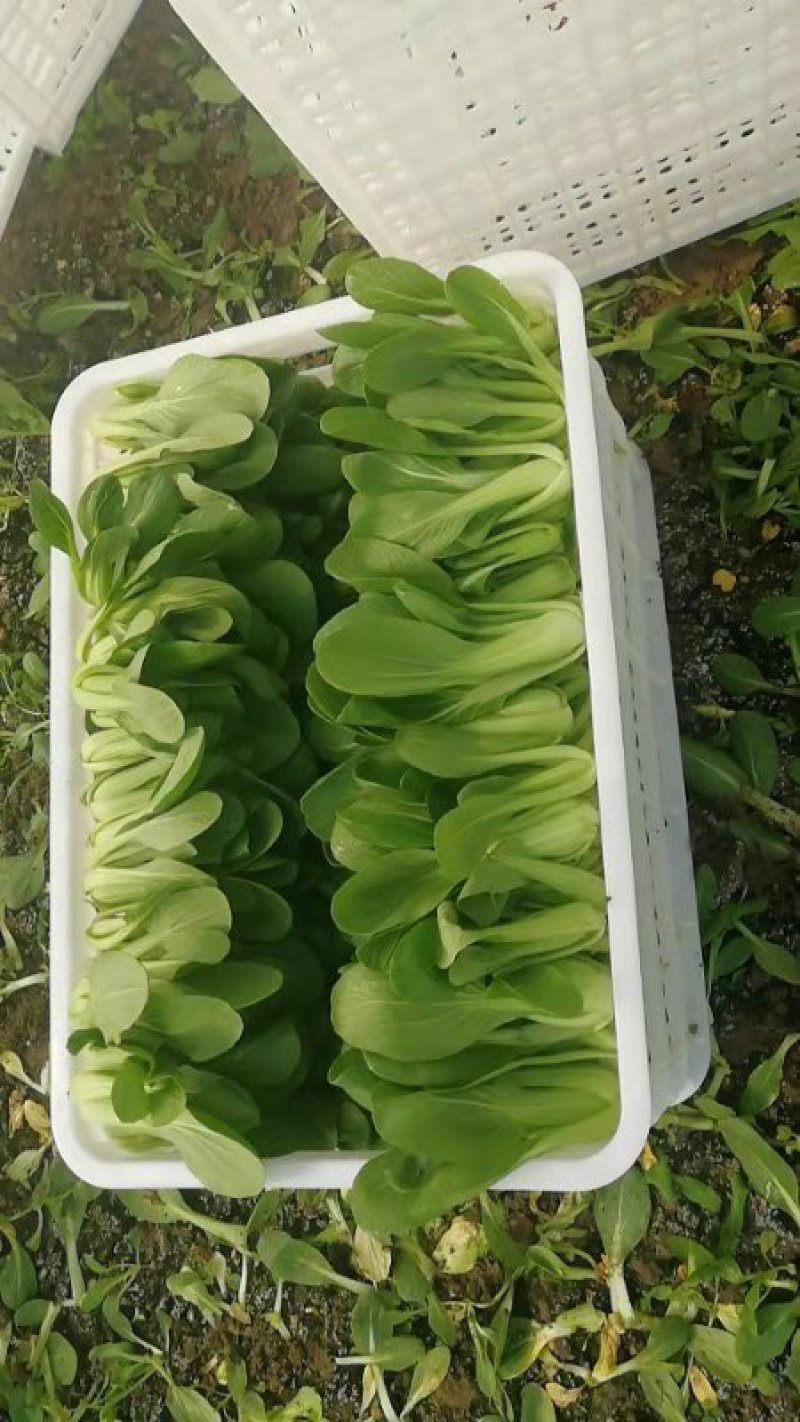 【精品】上海青青梗小油菜改良金品28货源充全国发货