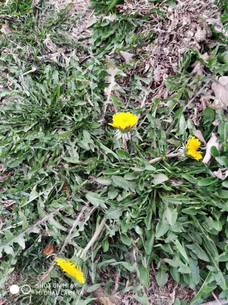 野生蒲公英河南蒲公英零售批发夏天必备一手货源可化验量大从优