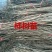 嫁接柿树苗三年苗当年挂果