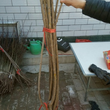 美早大樱桃树苗，一年，的成品苗子