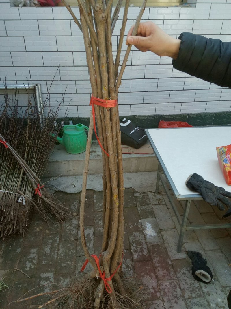美早大樱桃树苗，一年，的成品苗子