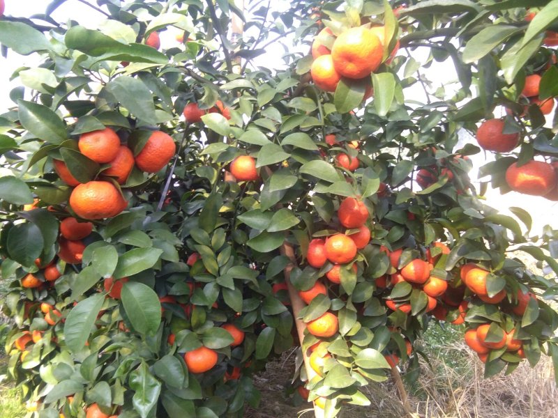 广西阳朔新鲜应季水果沙糖桔，诚信代办经营各种水果