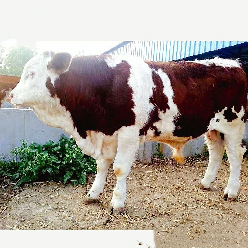 厂家直销西门塔尔牛犊肉牛一手货源物美价廉，量大从优
