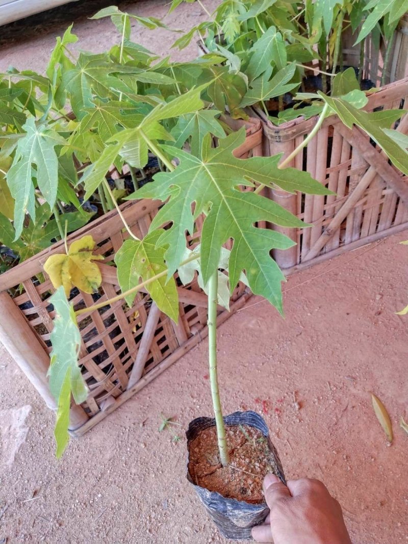 红心木瓜苗