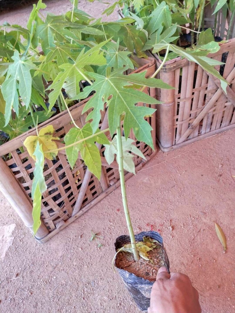 红心木瓜苗