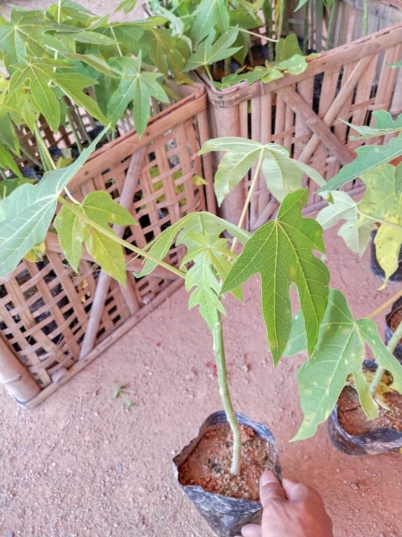 红心木瓜苗