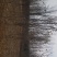 玉兰，红花玉兰，精品玉兰，
