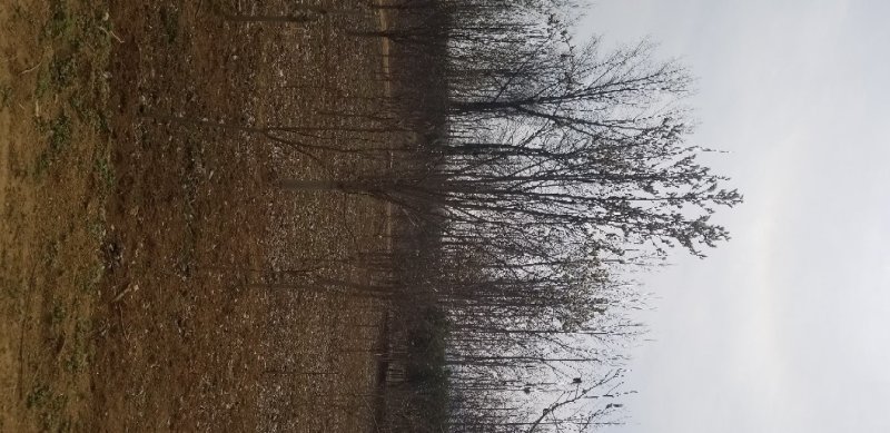 玉兰，红花玉兰，精品玉兰，
