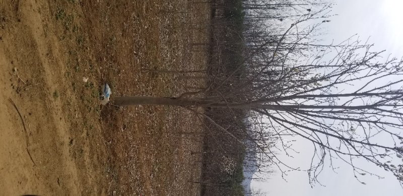 玉兰，红花玉兰，精品玉兰，