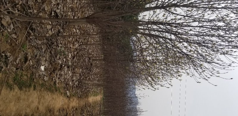 玉兰，红花玉兰，精品玉兰，