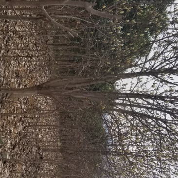 玉兰，红花玉兰，精品玉兰，