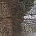 玉兰，红花玉兰，精品玉兰，