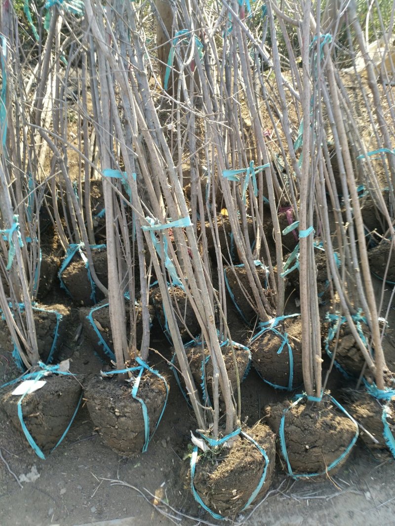 丛生腊梅，腊梅，独杆腊梅，基地直销，1一3公分