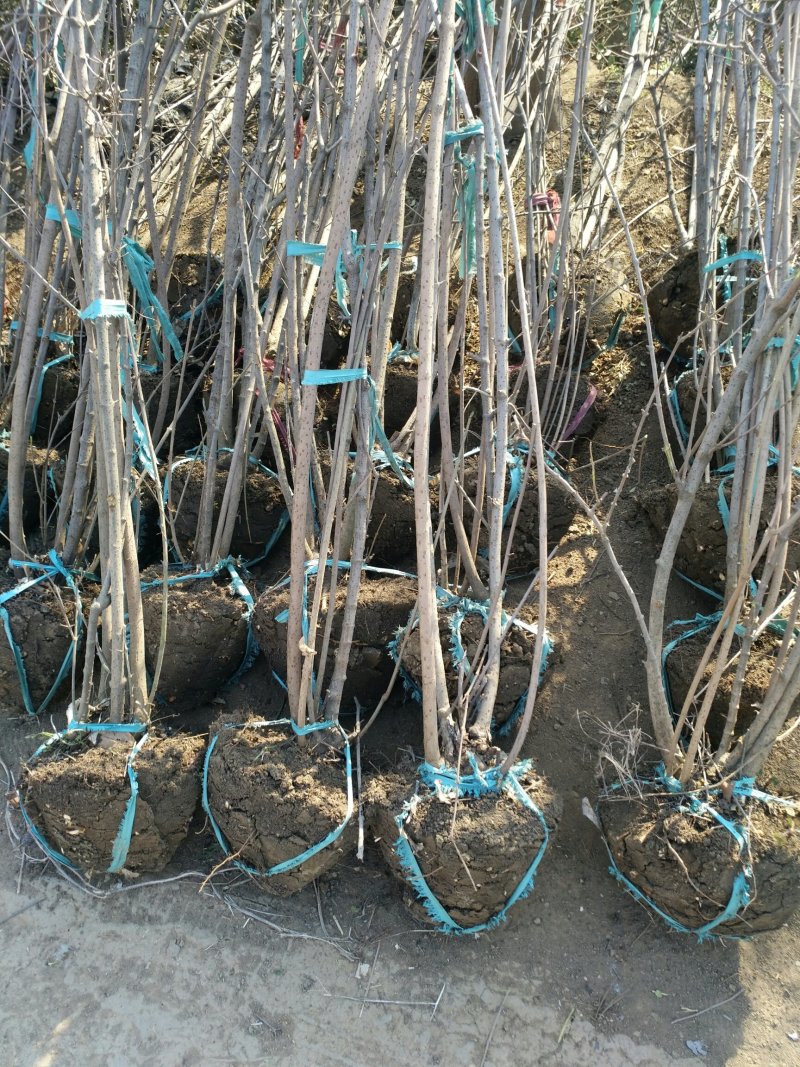 丛生腊梅，腊梅，独杆腊梅，基地直销，1一3公分