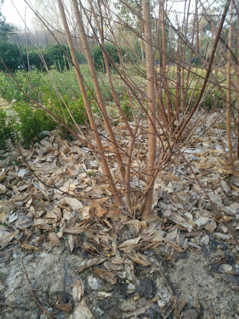 丛生腊梅，腊梅，独杆腊梅，基地直销，1一3公分