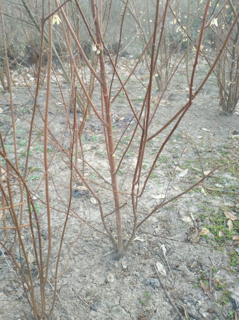 丛生腊梅，腊梅，独杆腊梅，基地直销，1一3公分