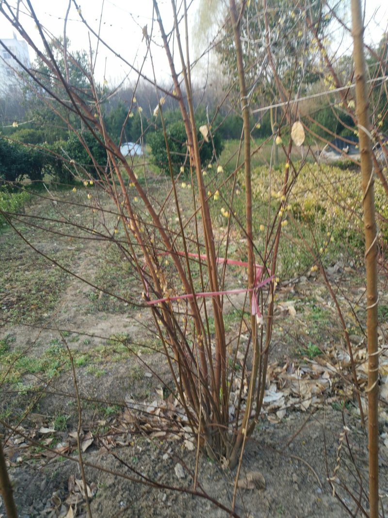 丛生腊梅，腊梅，独杆腊梅，基地直销，1一3公分