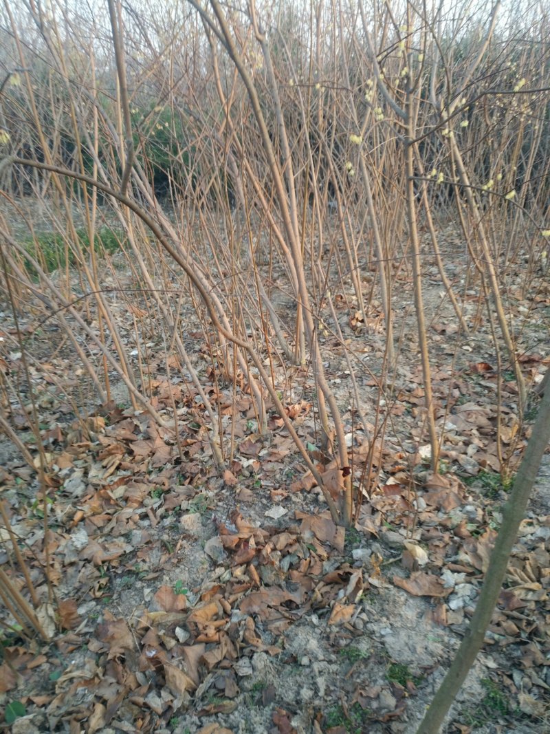 丛生腊梅，腊梅，独杆腊梅，基地直销，1一3公分