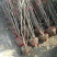 丛生腊梅，腊梅，独杆腊梅，基地直销，1一3公分