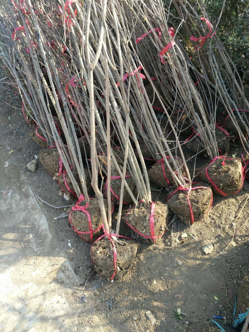 丛生腊梅，腊梅，独杆腊梅，基地直销，1一3公分