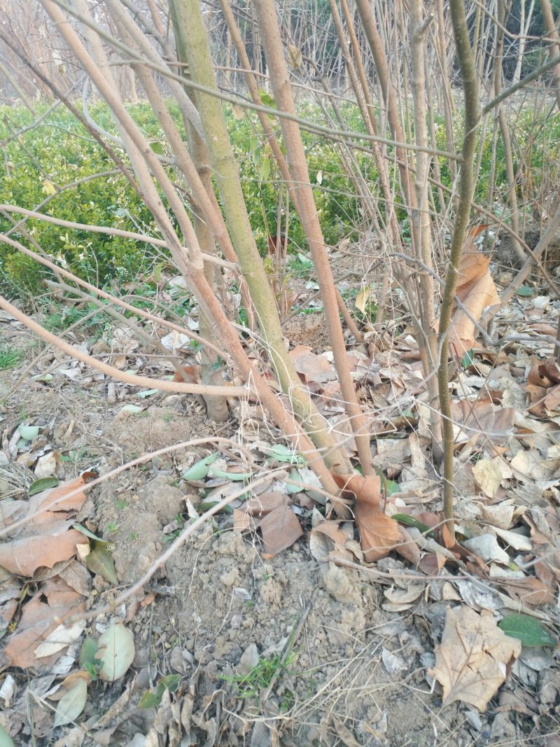 丛生腊梅，腊梅，独杆腊梅，基地直销，1一3公分