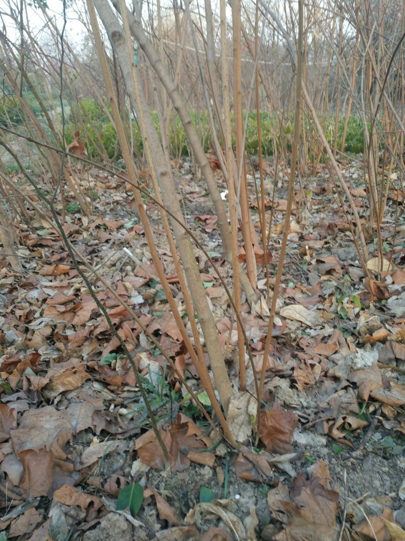 丛生腊梅，腊梅，独杆腊梅，基地直销，1一3公分
