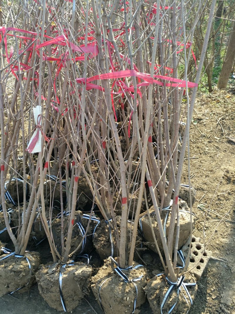 丛生腊梅，腊梅，独杆腊梅，基地直销，1一3公分