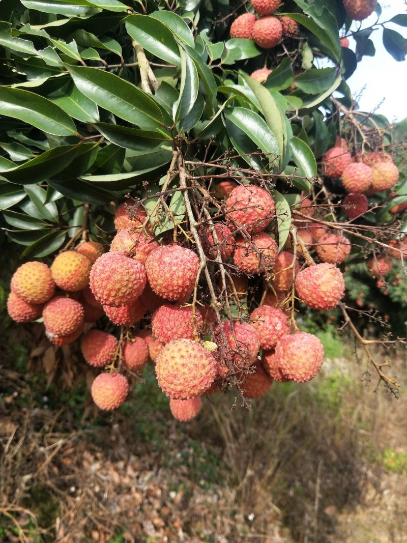桂味