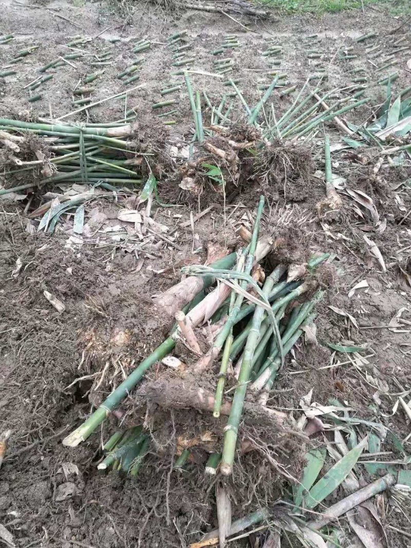 麻竹苗竹苗广东英德麻竹笋之乡麻竹笋苗麻竹种苗甜竹苗