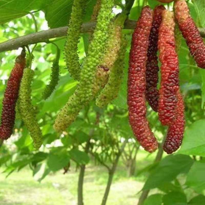 桑树种子